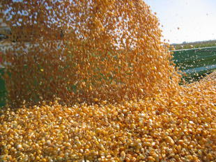 Zbiór kukurydzy