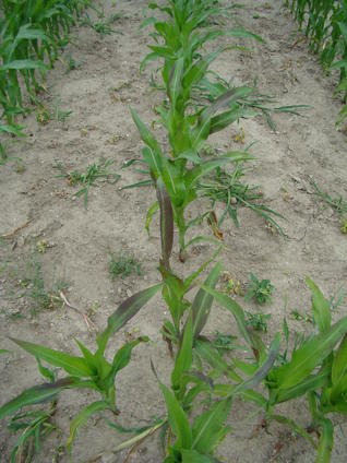 Fot.1. Uprawa kukurydzy na glebie o niskiej zasobności w fosfor - antycyjanowe przebarwienia starszych liści wskazują na niedobór tego składnika (fot. dr W. Szczepaniak)