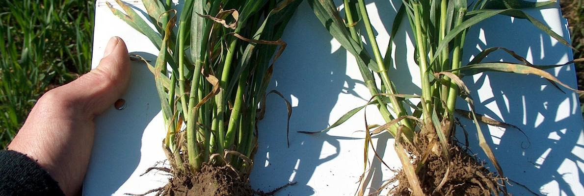 Agrotechnika i płodozmian w uprawie pszenicy hybrydowej