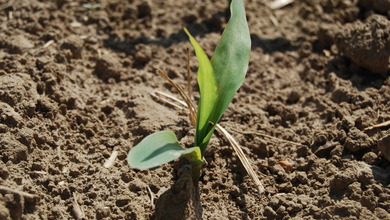 Jak uprawiać kukurydzę – podstawowe informację dotyczące agrotechniki. 