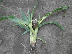 Fot.13. Młoda roślina kukurydzy porażona przez głownię guzowatą - zniszczony stożek wzrostu (fot. P. Bereś)