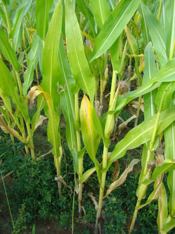 Fot.2. b Chloroza starszych liści w  kształcie litery V świadczy o niedożywieniu kukurydzy azotem (fot. dr W. Szczepaniak)