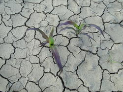 Fot.5. Zaskorupiona gleba po wiosnennej burzy utrudnia wschody i rozwój roślin kukurydzy (fot. P. Bereś)