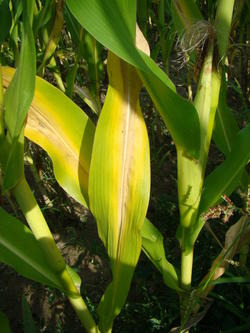 Fot. 2. a. Chloroza starszych liści w  kształcie litery V świadczy o niedożywieniu kukurydzy azotem (fot. dr W. Szczepaniak)