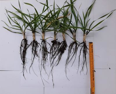 Wielkość korzenia pszenicy hybrydowej zapobiega niedoborom wody w okresach suszy