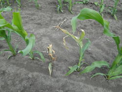 Fot.16. Zamierające rośliny kukurydzy podgryzione przez drutowce. Podobne objawy wywołuje żerowanie rolnic i pędraków (fot. P. Bereś)